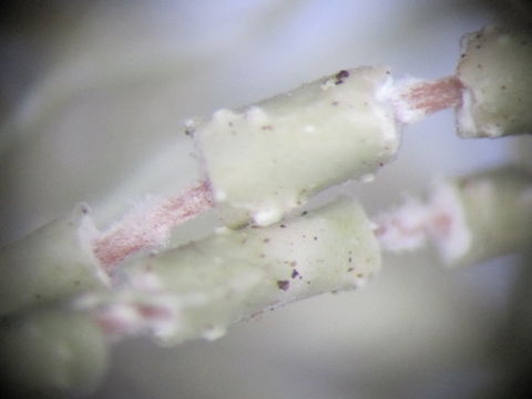 Image of Warty Beard Lichen