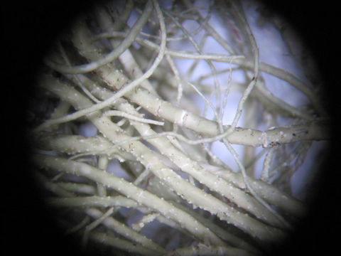 Image of Warty Beard Lichen