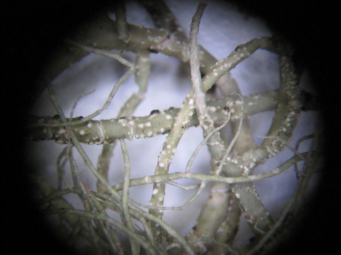 Слика од Usnea ceratina Ach.