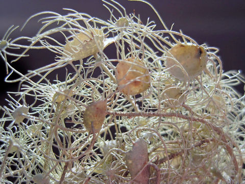 Слика од Usnea intermedia (A. Massal.) Jatta