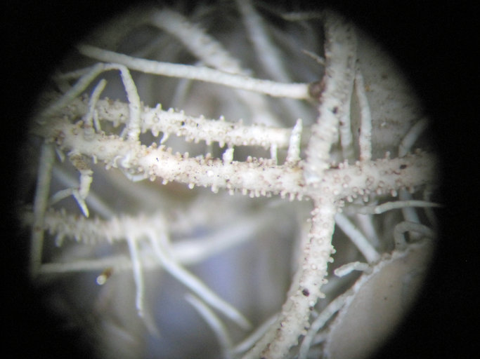 Image of Usnea intermedia (A. Massal.) Jatta