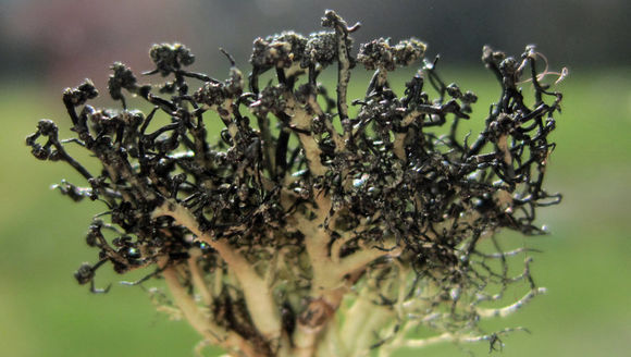 Image of <i>Usnea lambii</i>