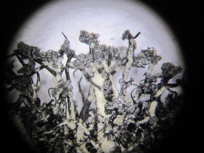 Image de <i>Usnea lambii</i>