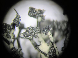 Image of <i>Usnea lambii</i>