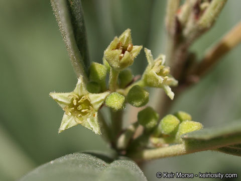 Image of Frangula californica subsp. tomentella (Benth.) J. T. Kartesz & K. N. Gandhi