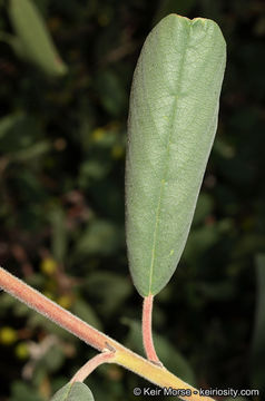 Image de Frangula californica subsp. tomentella (Benth.) J. T. Kartesz & K. N. Gandhi