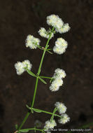 Image of narrowleaf bedstraw