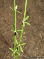 Image of narrowleaf bedstraw