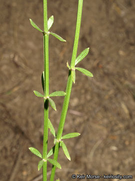 Image of narrowleaf bedstraw