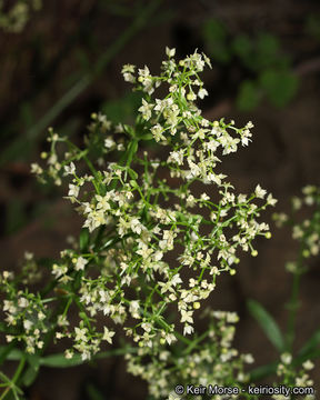 Plancia ëd Galium angustifolium subsp. angustifolium