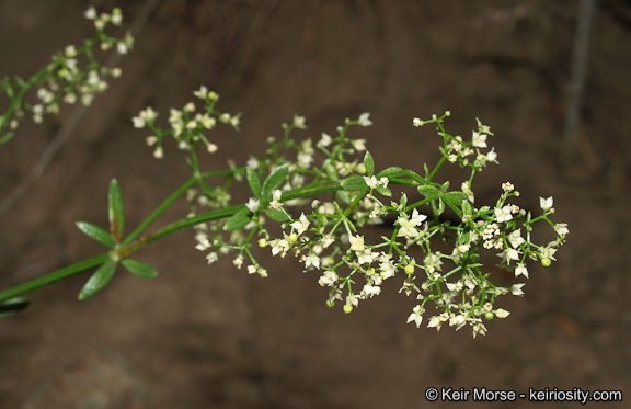 Image of narrowleaf bedstraw