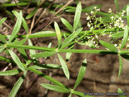 Image of narrowleaf bedstraw