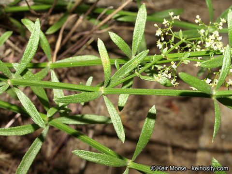 Plancia ëd Galium angustifolium subsp. angustifolium