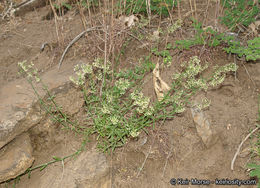 Image of narrowleaf bedstraw