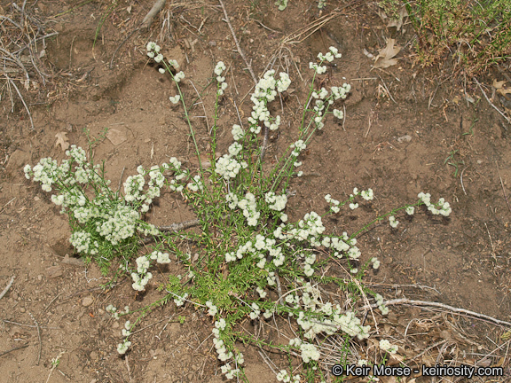 Plancia ëd Galium angustifolium subsp. angustifolium