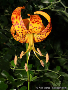 Image de Lilium humboldtii subsp. ocellatum (Kellogg) Thorne