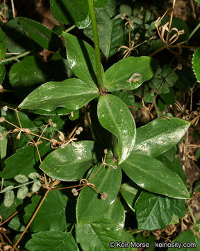 Image de Lilium humboldtii subsp. ocellatum (Kellogg) Thorne