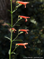 Слика од Penstemon rostriflorus Kellogg