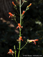 Слика од Penstemon rostriflorus Kellogg