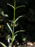 Слика од Penstemon rostriflorus Kellogg