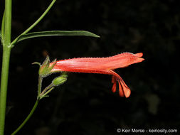 Слика од Penstemon rostriflorus Kellogg