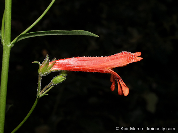 Слика од Penstemon rostriflorus Kellogg