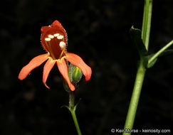 Слика од Penstemon rostriflorus Kellogg