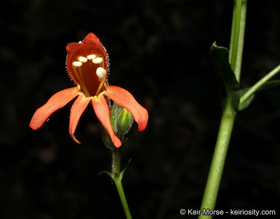 Слика од Penstemon rostriflorus Kellogg