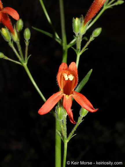 Слика од Penstemon rostriflorus Kellogg