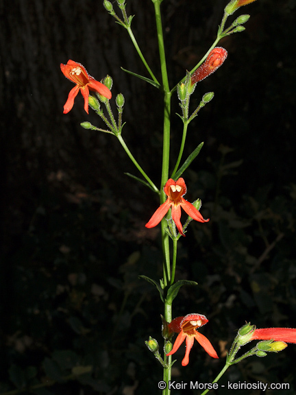 Слика од Penstemon rostriflorus Kellogg