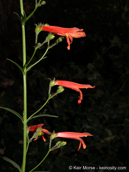 Слика од Penstemon rostriflorus Kellogg