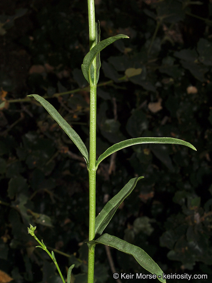 Слика од Penstemon rostriflorus Kellogg