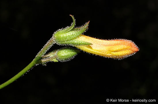 Image of Bridge penstemon