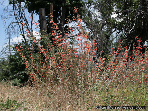 Слика од Penstemon rostriflorus Kellogg