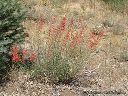 Слика од Penstemon rostriflorus Kellogg