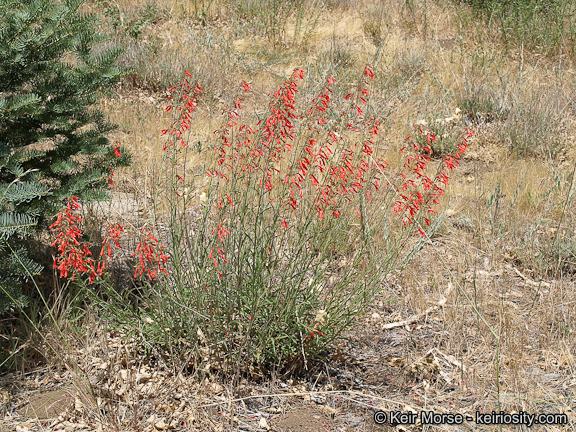 Слика од Penstemon rostriflorus Kellogg