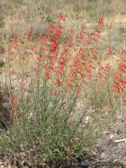 Слика од Penstemon rostriflorus Kellogg