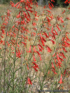 Слика од Penstemon rostriflorus Kellogg