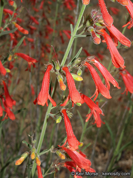 Слика од Penstemon rostriflorus Kellogg