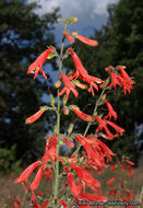 Слика од Penstemon rostriflorus Kellogg