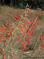 Слика од Penstemon rostriflorus Kellogg