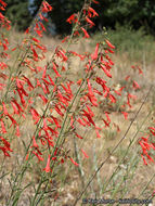 Слика од Penstemon rostriflorus Kellogg