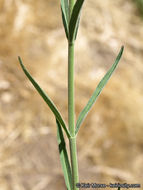 Слика од Penstemon rostriflorus Kellogg