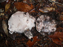 Image de Polypore gris