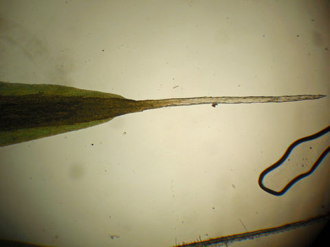 Image of campylopus moss