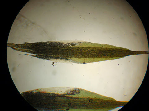 Image of campylopus moss