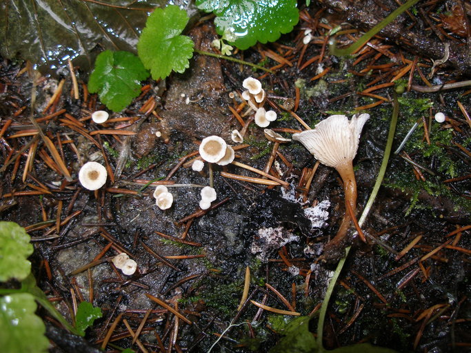 Image of Collybia cirrhata (Schumach.) Quél. 1872