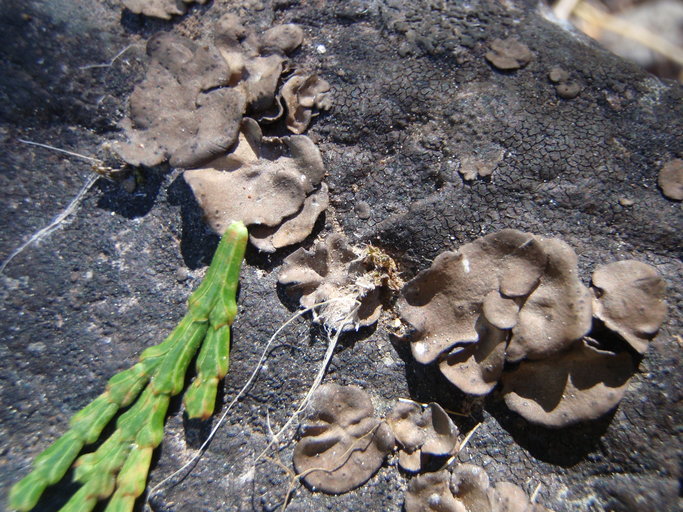 Image of silverskin lichen