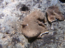 Image of silverskin lichen