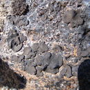 Image of silverskin lichen